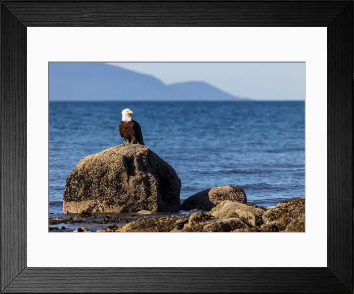 Framed Print : Bald eagle (Haliaeetus leucocephalus) at Kachemak Bay - Homer, Alaska