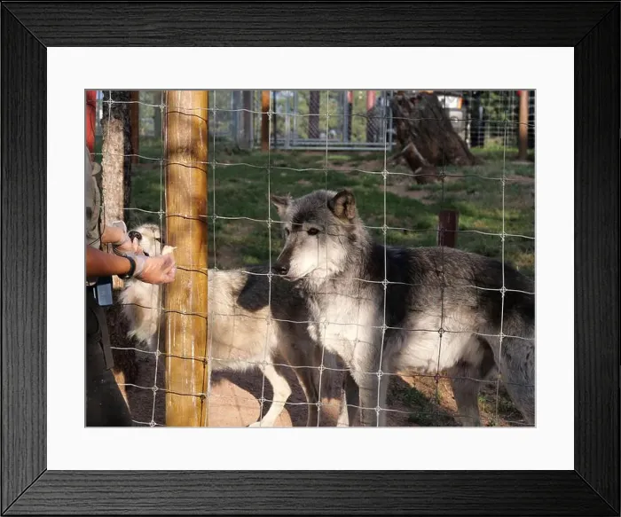 Framed Print : Divide, Colorado - August 4, 2024: Colorado Wolf and Wildlife Center in Teller County, CO