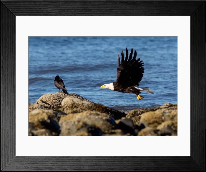 Framed Print : Bald eagle (Haliaeetus leucocephalus) at Kachemak Bay - Homer, Alaska