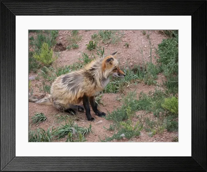 Framed Print : Divide, Colorado - August 4, 2024: Colorado Wolf and Wildlife Center in Teller County, CO Framed Print : Divide, Colorado - August 4, 2024: Colorado Wolf and Wildlife Center in Teller County, CO