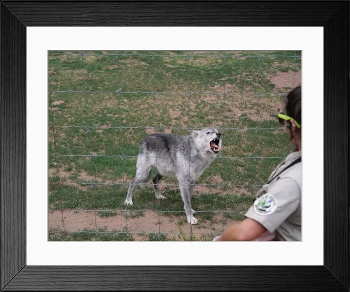 Framed Print : Divide, Colorado - August 4, 2024: Colorado Wolf and Wildlife Center in Teller County, CO Framed Print : Divide, Colorado - August 4, 2024: Colorado Wolf and Wildlife Center in Teller County, CO