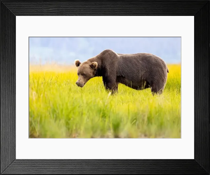 Framed Print : Coastal Brown Bear - Brown Bear Bay, Chinitna Bay, near Lake Clark National Park and Preserve, Alaska Framed Print : Coastal Brown Bear - Brown Bear Bay, Chinitna Bay, near Lake Clark National Park and Preserve, Alaska