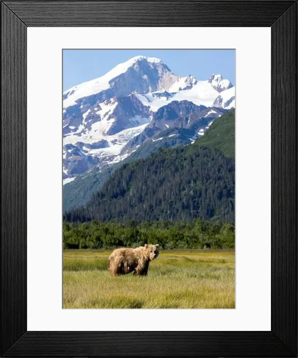 Framed Print : Coastal Brown Bear with Mount Iliamna in the background - Brown Bear Bay