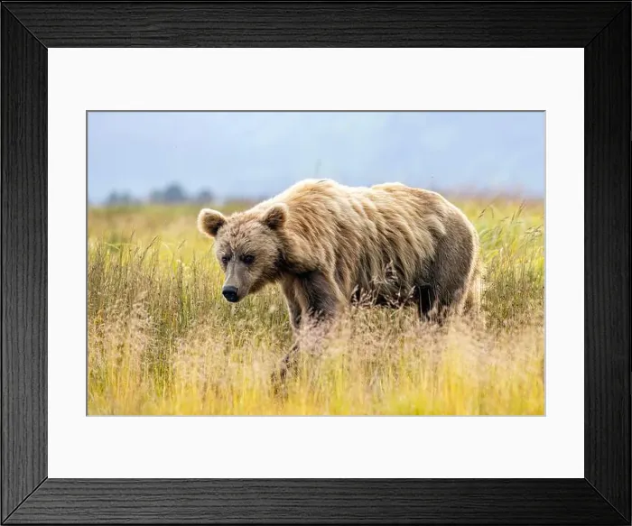 Framed Print : Coastal Brown Bear - Brown Bear Bay, Chinitna Bay, near Lake Clark National Park and Preserve, Alaska Framed Print : Coastal Brown Bear - Brown Bear Bay, Chinitna Bay, near Lake Clark National Park and Preserve, Alaska