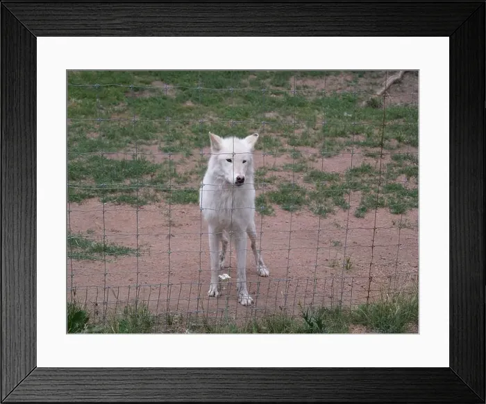 Framed Print : Divide, Colorado - August 4, 2024: Colorado Wolf and Wildlife Center in Teller County, CO Framed Print : Divide, Colorado - August 4, 2024: Colorado Wolf and Wildlife Center in Teller County, CO