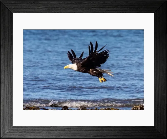 Framed Print : Bald eagle (Haliaeetus leucocephalus) at Kachemak Bay - Homer, Alaska Framed Print : Bald eagle (Haliaeetus leucocephalus) at Kachemak Bay - Homer, Alaska