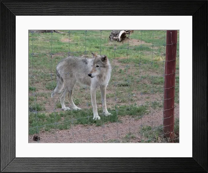 Framed Print : Divide, Colorado - August 4, 2024: Colorado Wolf and Wildlife Center in Teller County, CO