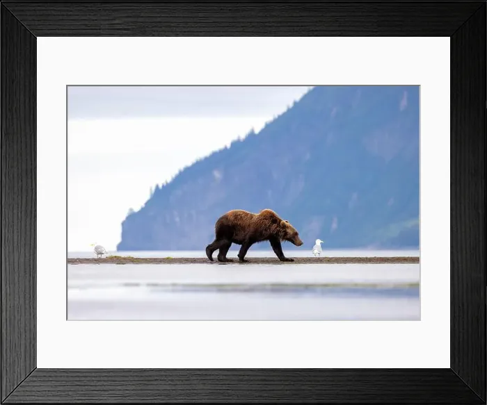 Framed Print : Coastal Brown Bear - Brown Bear Bay, Chinitna Bay, near Lake Clark National Park and Preserve, Alaska Framed Print : Coastal Brown Bear - Brown Bear Bay, Chinitna Bay, near Lake Clark National Park and Preserve, Alaska