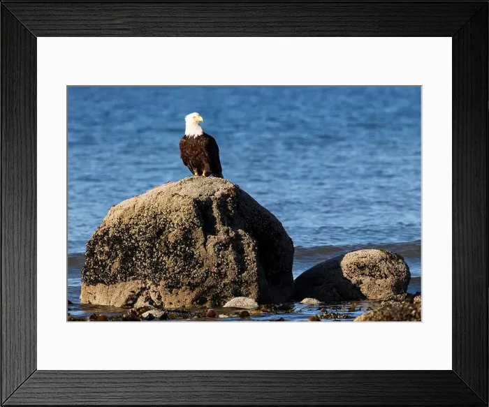 Framed Print : Bald eagle (Haliaeetus leucocephalus) at Kachemak Bay - Homer, Alaska Framed Print : Bald eagle (Haliaeetus leucocephalus) at Kachemak Bay - Homer, Alaska