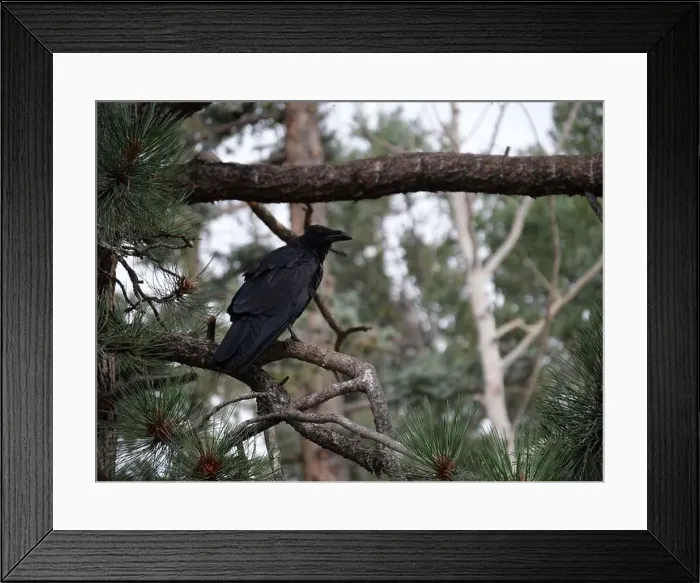 Framed Print : Divide, Colorado - August 4, 2024: Colorado Wolf and Wildlife Center in Teller County, CO