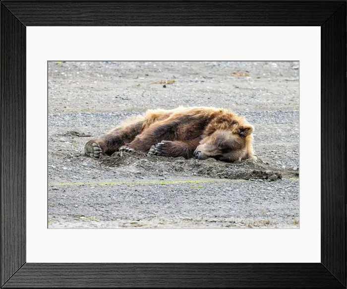 Framed Print : Sleeping Coastal Brown Bear - Brown Bear Bay, Chinitna Bay, near Lake Clark National Park and Preserve, Alaska Framed Print : Sleeping Coastal Brown Bear - Brown Bear Bay, Chinitna Bay, near Lake Clark National Park and Preserve, Alaska