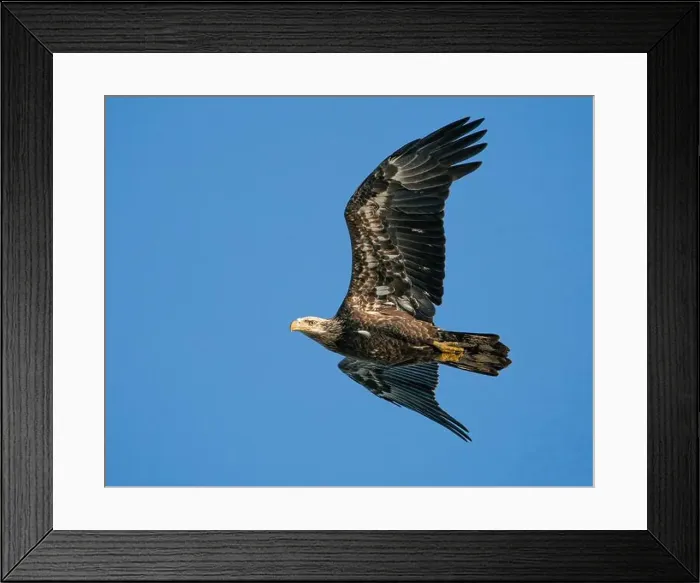 Framed Print : An immature bald eagle in flight Framed Print : An immature bald eagle in flight