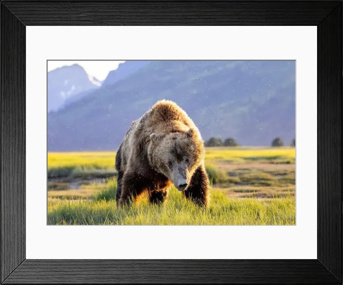 Framed Print : Close-up portrait of Coastal Brown Bear - Brown Bear Bay Framed Print : Close-up portrait of Coastal Brown Bear - Brown Bear Bay