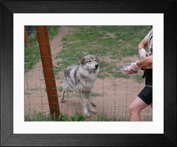 Framed Print : Divide, Colorado - August 4, 2024: Colorado Wolf and Wildlife Center in Teller County, CO Framed Print : Divide, Colorado - August 4, 2024: Colorado Wolf and Wildlife Center in Teller County, CO