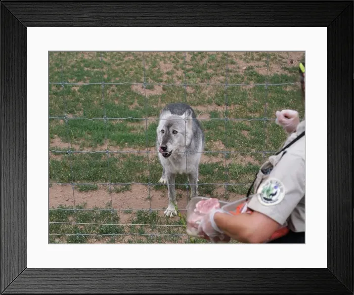 Framed Print : Divide, Colorado - August 4, 2024: Colorado Wolf and Wildlife Center in Teller County, CO Framed Print : Divide, Colorado - August 4, 2024: Colorado Wolf and Wildlife Center in Teller County, CO