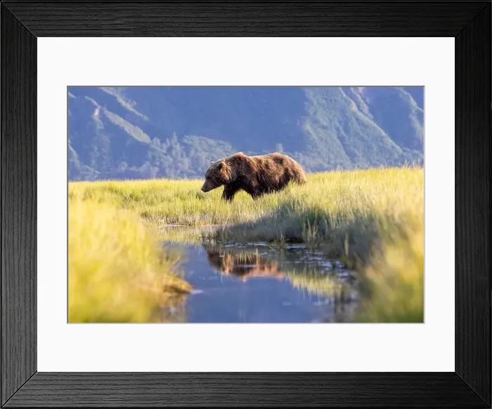 Framed Print : Coastal Brown Bear walking in meadow - Brown Bear Bay, Chinitna Bay, near Lake Clark National Park and Preserve, Alaska Framed Print : Coastal Brown Bear walking in meadow - Brown Bear Bay, Chinitna Bay, near Lake Clark National Park and Preserve, Alaska