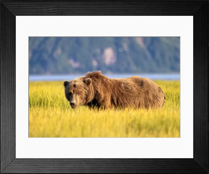 Framed Print : Large Coastal Brown Bear grazing in sedge - Brown Bear Bay Framed Print : Large Coastal Brown Bear grazing in sedge - Brown Bear Bay
