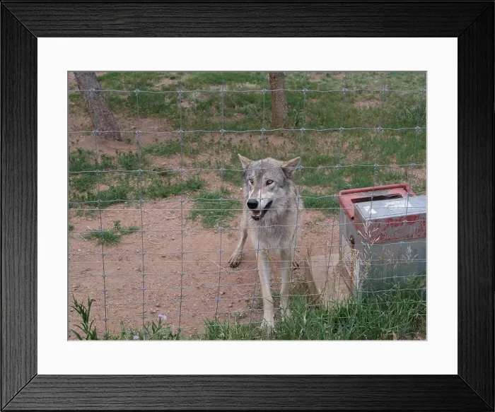 Framed Print : Divide, Colorado - August 4, 2024: Colorado Wolf and Wildlife Center in Teller County, CO Framed Print : Divide, Colorado - August 4, 2024: Colorado Wolf and Wildlife Center in Teller County, CO