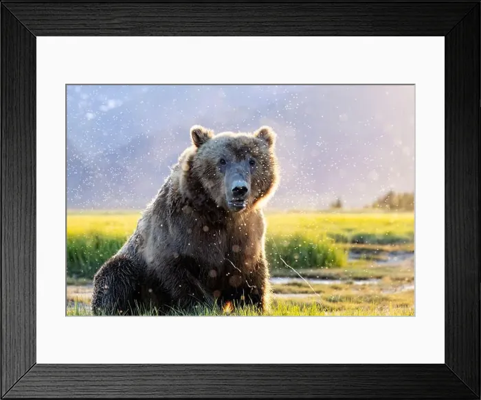 Framed Print : Close-up portrait of Coastal Brown Bear - Brown Bear Bay Framed Print : Close-up portrait of Coastal Brown Bear - Brown Bear Bay