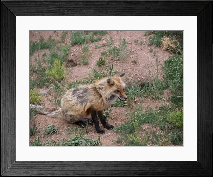 Framed Print : Divide, Colorado - August 4, 2024: Colorado Wolf and Wildlife Center in Teller County, CO Framed Print : Divide, Colorado - August 4, 2024: Colorado Wolf and Wildlife Center in Teller County, CO