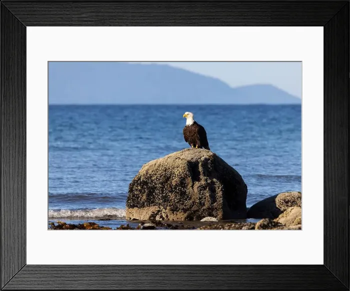 Framed Print : Bald eagle (Haliaeetus leucocephalus) at Kachemak Bay - Homer, Alaska Framed Print : Bald eagle (Haliaeetus leucocephalus) at Kachemak Bay - Homer, Alaska