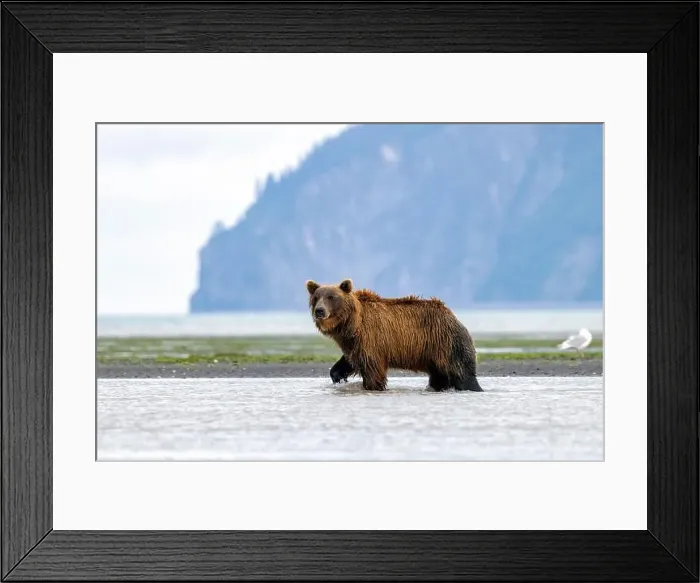 Framed Print : Coastal Brown Bear fishing - Brown Bear Bay, Chinitna Bay, near Lake Clark National Park and Preserve, Alaska Framed Print : Coastal Brown Bear fishing - Brown Bear Bay, Chinitna Bay, near Lake Clark National Park and Preserve, Alaska