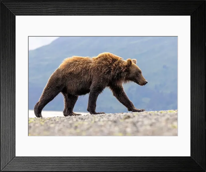 Framed Print : Coastal Brown Bear - Brown Bear Bay, Chinitna Bay, near Lake Clark National Park and Preserve, Alaska Framed Print : Coastal Brown Bear - Brown Bear Bay, Chinitna Bay, near Lake Clark National Park and Preserve, Alaska