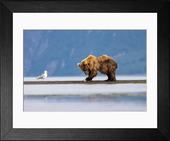 Framed Print : Coastal Brown Bear feeding on salmon - Brown Bear Bay, Chinitna Bay, near Lake Clark National Park and Preserve, Alaska Framed Print : Coastal Brown Bear feeding on salmon - Brown Bear Bay, Chinitna Bay, near Lake Clark National Park and Preserve, Alaska