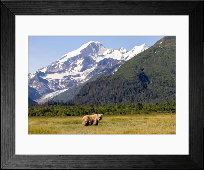Framed Print : Coastal Brown Bear with Mount Iliamna in the background - Brown Bear Bay Framed Print : Coastal Brown Bear with Mount Iliamna in the background - Brown Bear Bay
