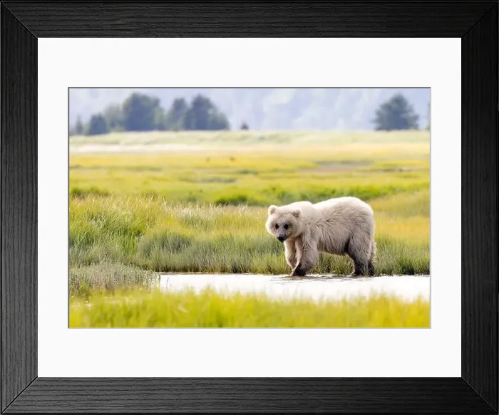 Framed Print : Blond Coastal Brown Bear cub - Brown Bear Bay, Chinitna Bay, near Lake Clark National Park and Preserve, Alaska Framed Print : Blond Coastal Brown Bear cub - Brown Bear Bay, Chinitna Bay, near Lake Clark National Park and Preserve, Alaska
