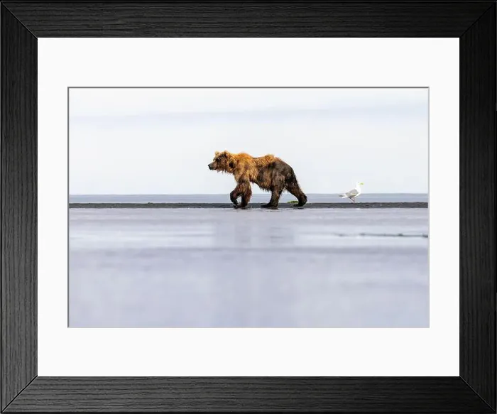 Framed Print : Coastal Brown Bear - Brown Bear Bay, Chinitna Bay, near Lake Clark National Park and Preserve, Alaska Framed Print : Coastal Brown Bear - Brown Bear Bay, Chinitna Bay, near Lake Clark National Park and Preserve, Alaska