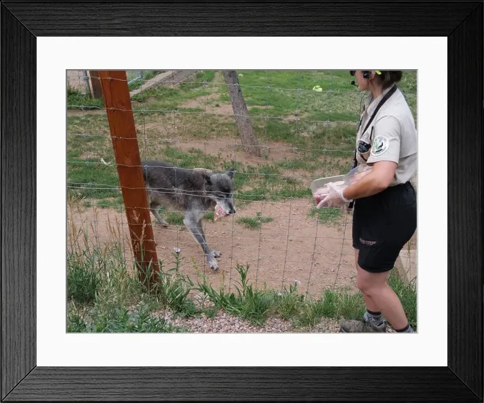 Framed Print : Divide, Colorado - August 4, 2024: Colorado Wolf and Wildlife Center in Teller County, CO