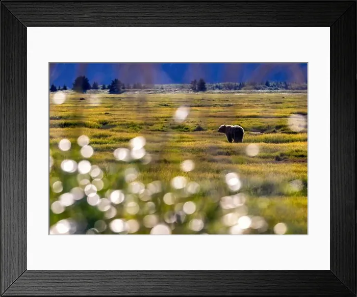 Framed Print : Coastal Brown Bear in the landscape - Brown Bear Bay, Chinitna Bay, near Lake Clark National Park and Preserve, Alaska Framed Print : Coastal Brown Bear in the landscape - Brown Bear Bay, Chinitna Bay, near Lake Clark National Park and Preserve, Alaska