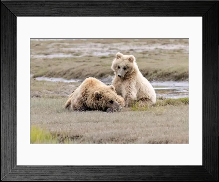 Framed Print : Blond Coastal Brown Bear cub - Brown Bear Bay, Chinitna Bay, near Lake Clark National Park and Preserve, Alaska Framed Print : Blond Coastal Brown Bear cub - Brown Bear Bay, Chinitna Bay, near Lake Clark National Park and Preserve, Alaska