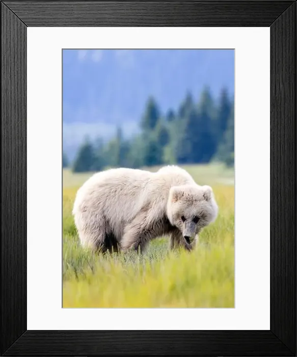 Framed Print : Blond Coastal Brown Bear cub - Brown Bear Bay, Chinitna Bay, near Lake Clark National Park and Preserve, Alaska Framed Print : Blond Coastal Brown Bear cub - Brown Bear Bay, Chinitna Bay, near Lake Clark National Park and Preserve, Alaska