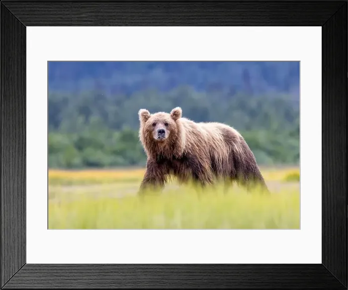 Framed Print : Coastal Brown Bear - Brown Bear Bay, Chinitna Bay, near Lake Clark National Park and Preserve, Alaska Framed Print : Coastal Brown Bear - Brown Bear Bay, Chinitna Bay, near Lake Clark National Park and Preserve, Alaska
