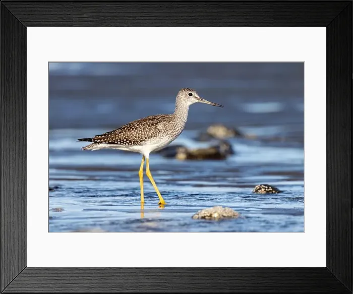 Framed Print : Greater Yellowlegs (Tringa melanoleuca) at Bishop's Beach - Homer, Alaska Framed Print : Greater Yellowlegs (Tringa melanoleuca) at Bishop's Beach - Homer, Alaska