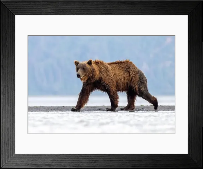 Framed Print : Coastal Brown Bear - Brown Bear Bay, Chinitna Bay, near Lake Clark National Park and Preserve, Alaska Framed Print : Coastal Brown Bear - Brown Bear Bay, Chinitna Bay, near Lake Clark National Park and Preserve, Alaska