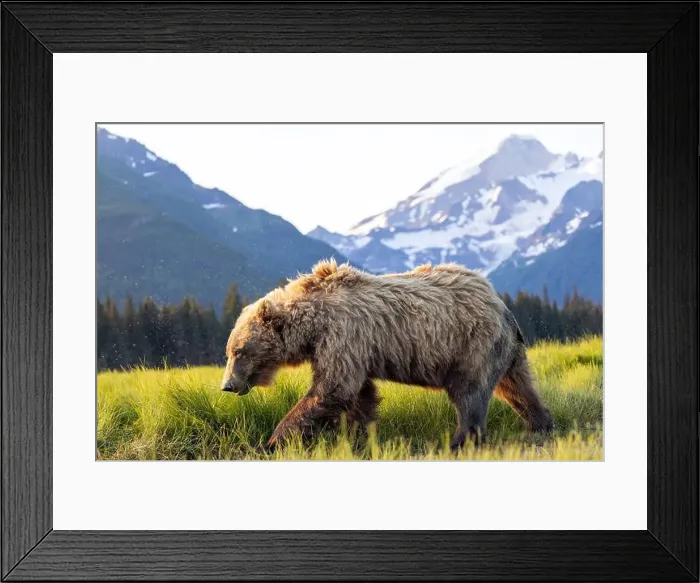 Framed Print : Coastal Brown Bear with Mount Iliamna in the background - Brown Bear Bay Framed Print : Coastal Brown Bear with Mount Iliamna in the background - Brown Bear Bay