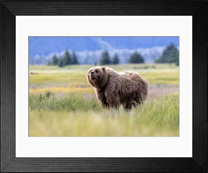 Framed Print : Coastal Brown Bear - Brown Bear Bay, Chinitna Bay, near Lake Clark National Park and Preserve, Alaska Framed Print : Coastal Brown Bear - Brown Bear Bay, Chinitna Bay, near Lake Clark National Park and Preserve, Alaska