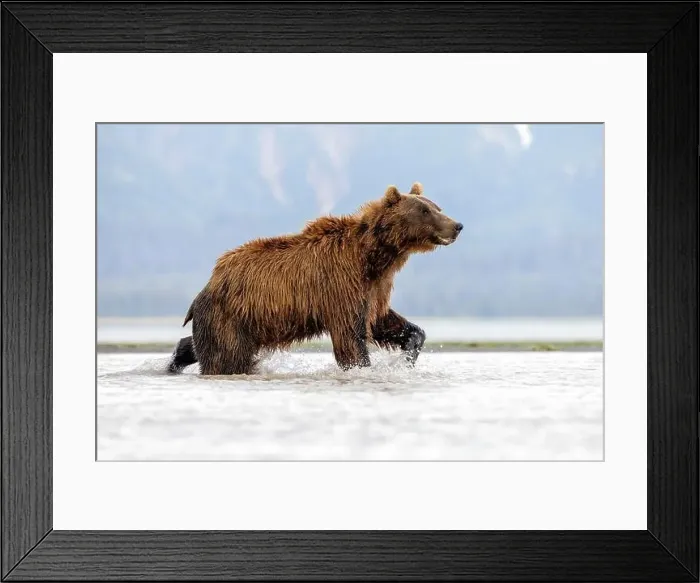 Framed Print : Coastal Brown Bear fishing - Brown Bear Bay, Chinitna Bay, near Lake Clark National Park and Preserve, Alaska Framed Print : Coastal Brown Bear fishing - Brown Bear Bay, Chinitna Bay, near Lake Clark National Park and Preserve, Alaska