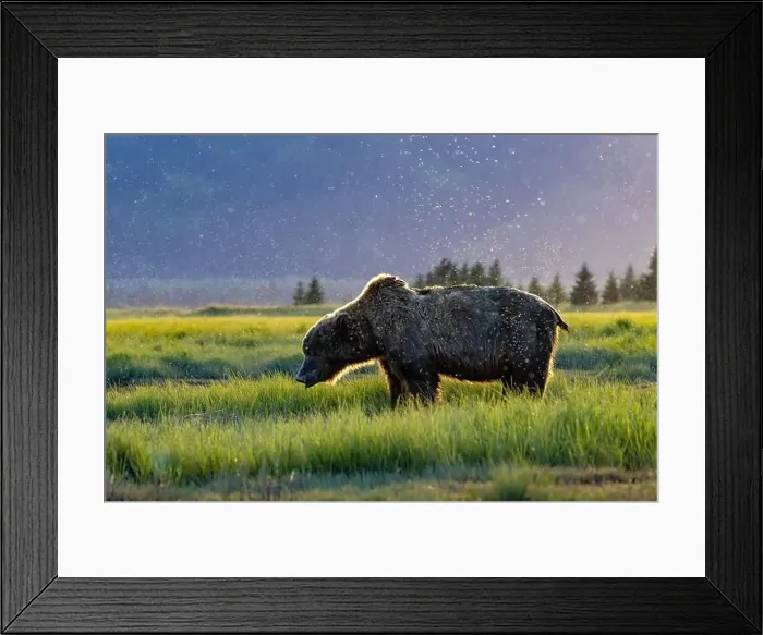 Framed Print : Backlit Coastal Brown Bear in the sunset - Brown Bear Bay Framed Print : Backlit Coastal Brown Bear in the sunset - Brown Bear Bay