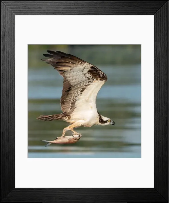 Framed Print : An osprey catching a fish Framed Print : An osprey catching a fish