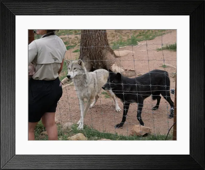 Framed Print : Divide, Colorado - August 4, 2024: Colorado Wolf and Wildlife Center in Teller County, CO Framed Print : Divide, Colorado - August 4, 2024: Colorado Wolf and Wildlife Center in Teller County, CO