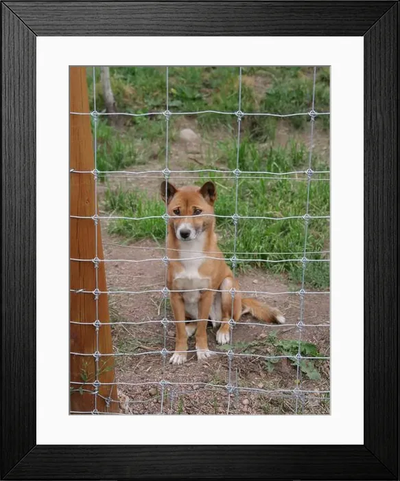 Framed Print : Divide, Colorado - August 4, 2024: Colorado Wolf and Wildlife Center in Teller County, CO Framed Print : Divide, Colorado - August 4, 2024: Colorado Wolf and Wildlife Center in Teller County, CO
