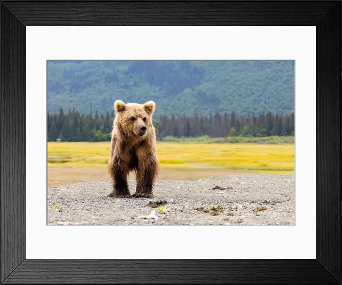 Framed Print : Close up of Coastal Brown Bear - Brown Bear Bay, Chinitna Bay, near Lake Clark National Park and Preserve, Alaska Framed Print : Close up of Coastal Brown Bear - Brown Bear Bay, Chinitna Bay, near Lake Clark National Park and Preserve, Alaska