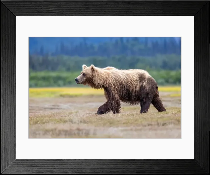 Framed Print : Coastal Brown Bear - Brown Bear Bay, Chinitna Bay, near Lake Clark National Park and Preserve, Alaska Framed Print : Coastal Brown Bear - Brown Bear Bay, Chinitna Bay, near Lake Clark National Park and Preserve, Alaska