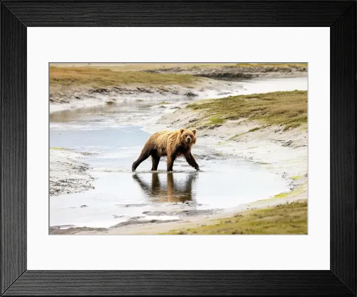 Framed Print : Coastal Brown Bear crossing river - Brown Bear Bay, Chinitna Bay, near Lake Clark National Park and Preserve, Alaska Framed Print : Coastal Brown Bear crossing river - Brown Bear Bay, Chinitna Bay, near Lake Clark National Park and Preserve, Alaska