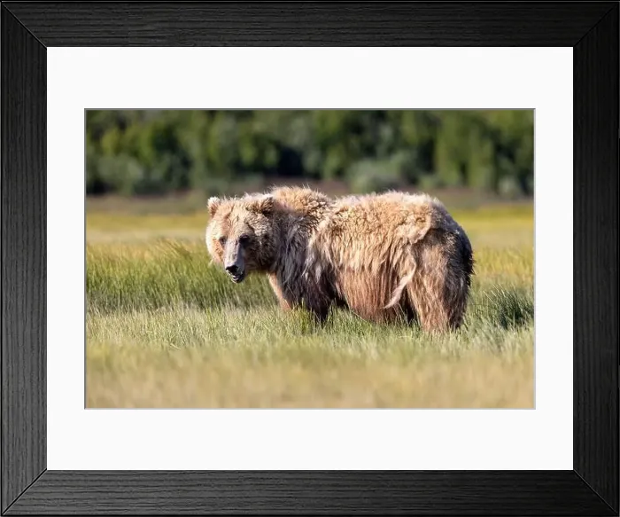Framed Print : Coastal Brown Bear - Brown Bear Bay, Chinitna Bay, near Lake Clark National Park and Preserve, Alaska Framed Print : Coastal Brown Bear - Brown Bear Bay, Chinitna Bay, near Lake Clark National Park and Preserve, Alaska