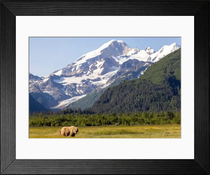 Framed Print : Coastal Brown Bear with Mount Iliamna in the background - Brown Bear Bay